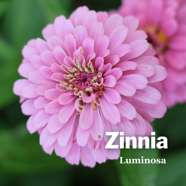 Luminosa Zinnia | Attract Pollinators with Beautiful Blooms – Sow