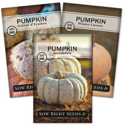 decorative pumpkin seed packet collection with 3 varieties of seeds for sale
