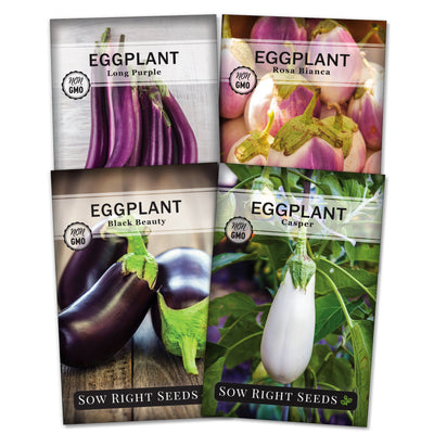 eggplant seed packet collection with 4 varieties of seeds for sale