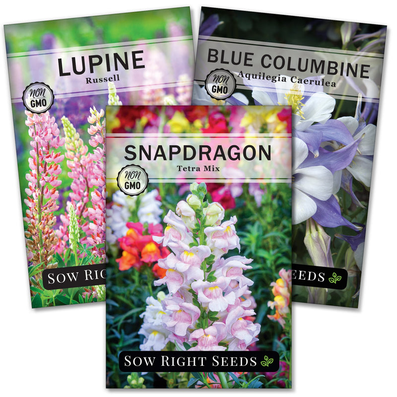 hummingbird seed packet collection with 3 varieties for sale