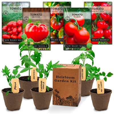 tomato garden starter kit with healthy young tomato plants and heirloom garden kit box