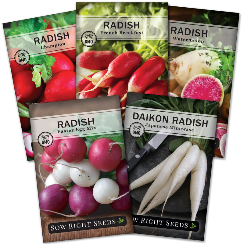 radish seed collection champion french breakfast watermelon easter egg mix japanese minowase daikon vegetables sow right seeds