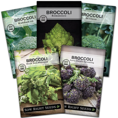 broccoli seed collection waltham romanesco di cicco raab san marzano early purple sprouting vegetable sow right seeds