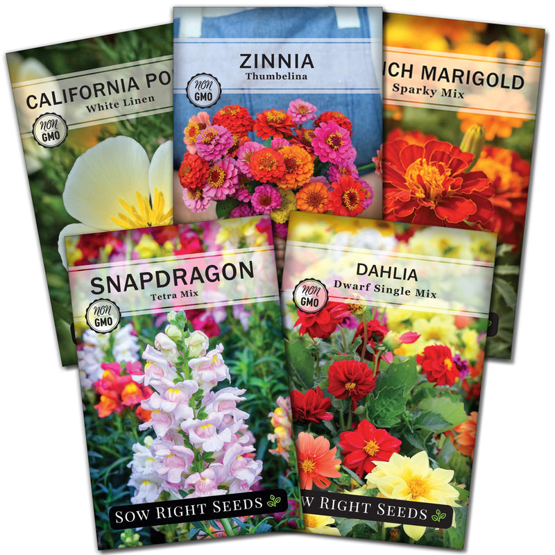 dwarf flower seed collection california poppy zinnia french marigold snapdragon dahlia sow right seeds