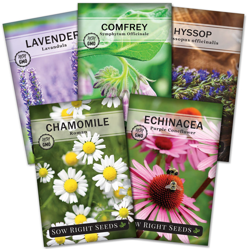 small medicinal herb seed collection lavender comfrey hyssop chamomile echinacea coneflower herbs sow right seeds