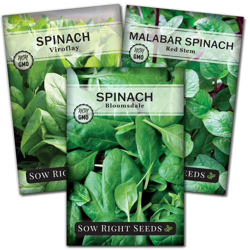 spinach seed collection viroflay malabar red stem bloomsdale vegetable sow right seeds