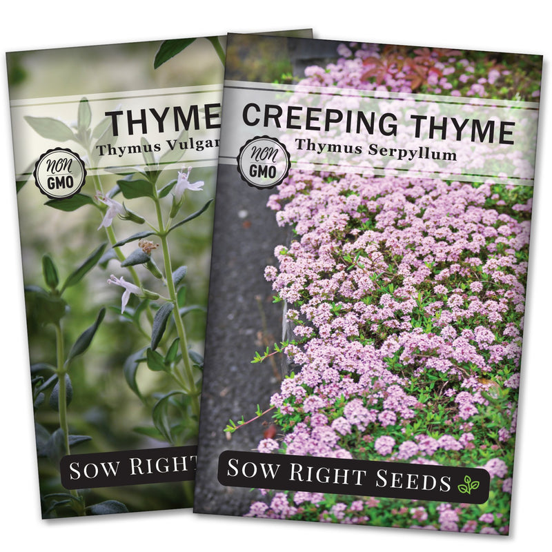 thyme collection seed packets creeping thyme herbs flowers sow right seeds