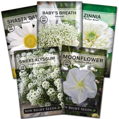 white flower seed collection moon garden shasta daisy baby's breath polar bear zinnia carpet of snow sweet alyssum moonflower sow right seeds