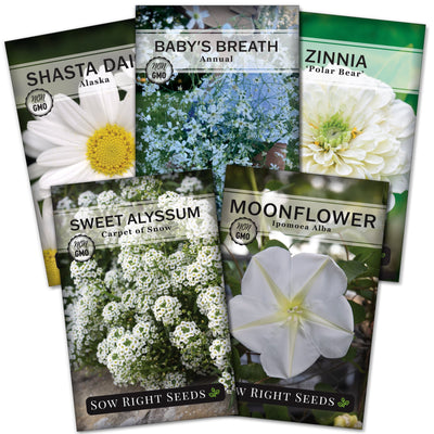 moon garden white flower seed collection alaska shasta daisy annual baby's breath polar bear zinnia carpet of snow sweet alyssum moonflower flowers sow right seeds