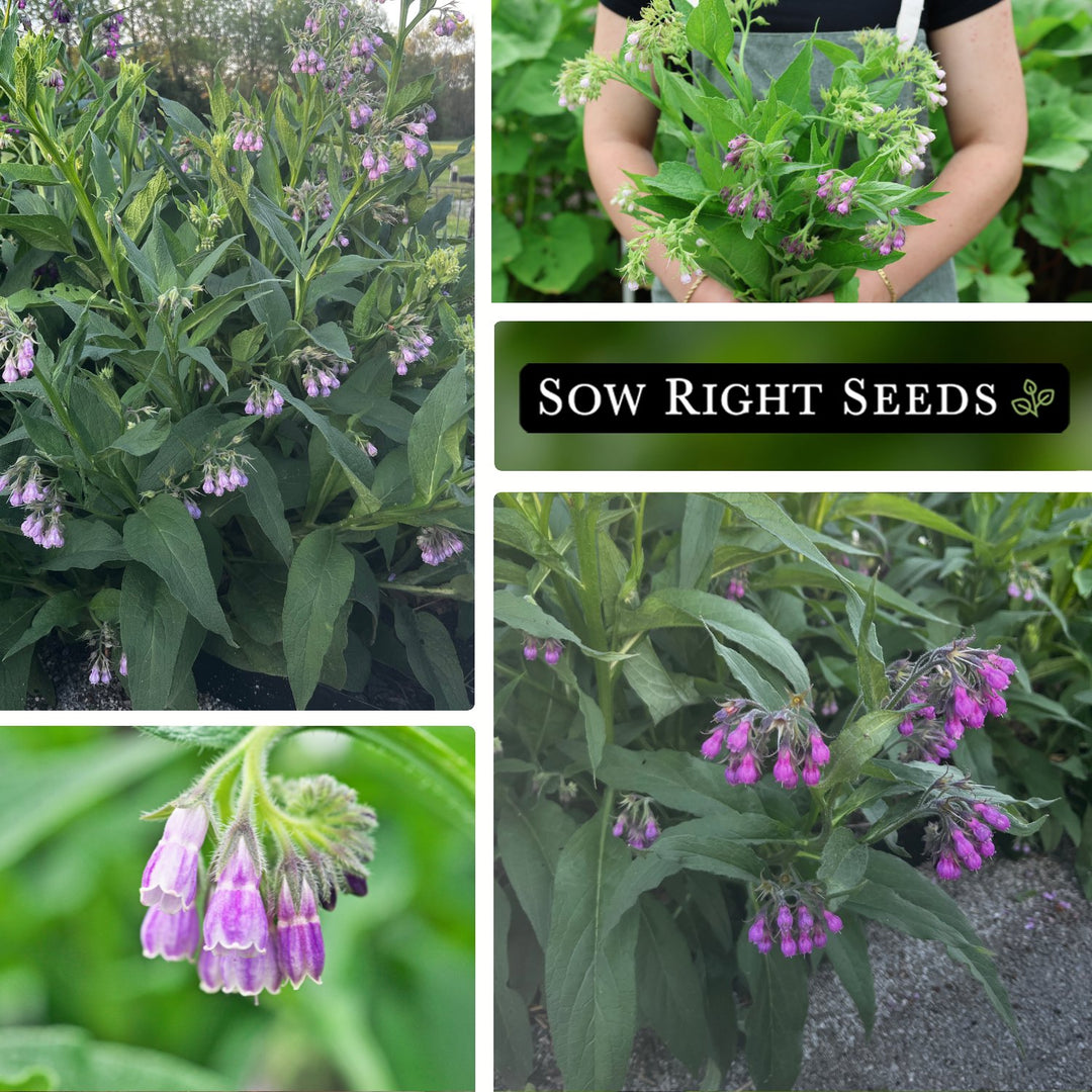comfrey seeds for planting Sow Right Seeds - Comfrey Seeds for Planting - Non-GMO Heirloom Packet with Instructions to Plant an Outdoor or Indoor Herb Garden