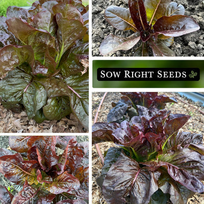 red romaine lettuce seeds collage growing in garden raised bed young plant