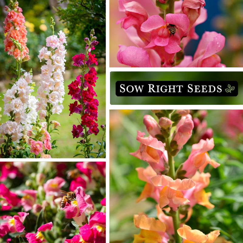 Large Mix Snapdragon Seeds