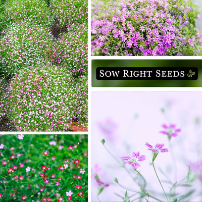 carmine baby's breath seeds mass planting growing in garden blooms blossoms