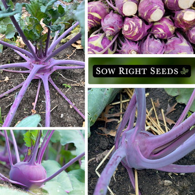 Purple Vienna Kohlrabi