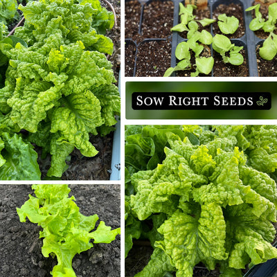 black seeded simpson lettuce seeds collage growing in garden leaves seedlings growing in tray young plant