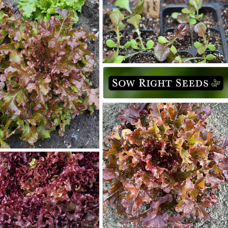 red salad bowl lettuce collage growing in garden seedling in tray