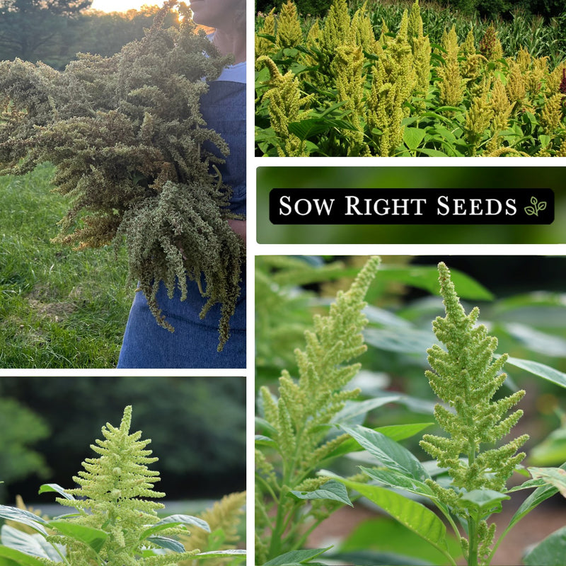 green garnet amaranth seeds collage bouquet harvest growing in garden