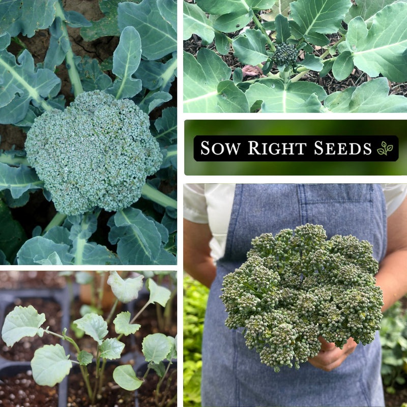 di cicco broccoli seeds collage growing in garden young plant seedlings harvest bouquet in hand