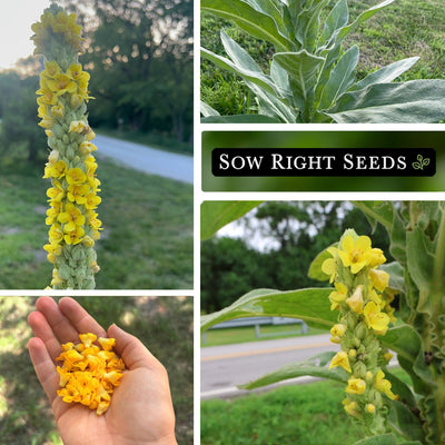 Mullein Seeds