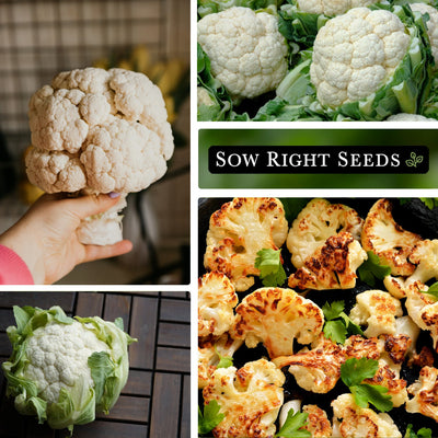 snowball cauliflower seeds collage harvest in hand growing in garden roasting