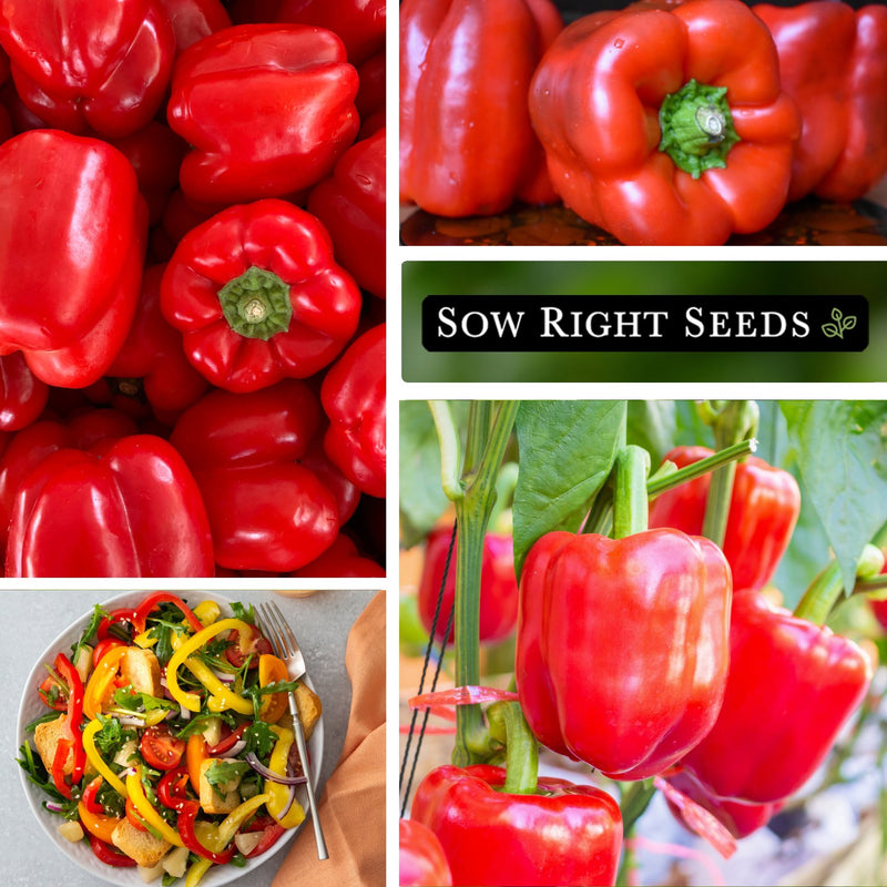 big red pepper seeds large harvest in salad growing in garden