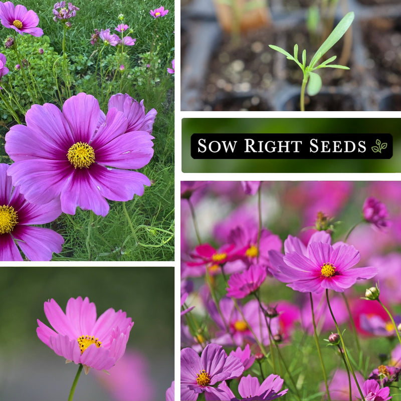 radiance cosmos seeds collage blooms blossoms growing in garden seedling in tray