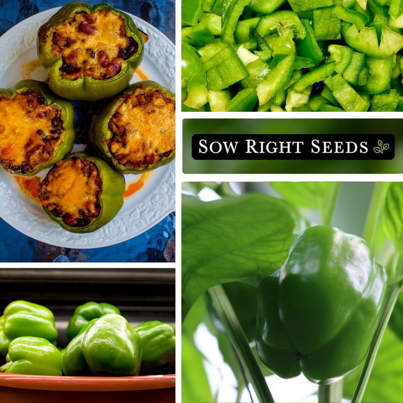 emerald giant pepper seeds stuffed peppers diced harvest in bowl growing in garden