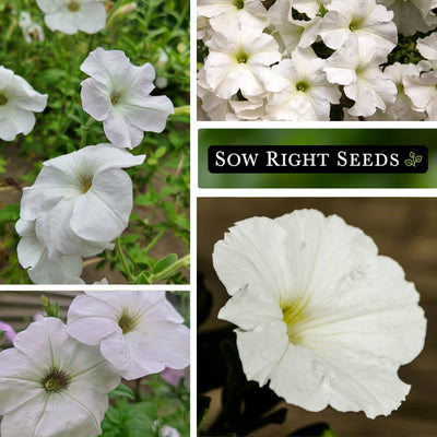snowball petunia seeds growing in garden blooms blossoms
