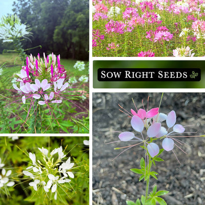 Spider Flower Cleome Seeds