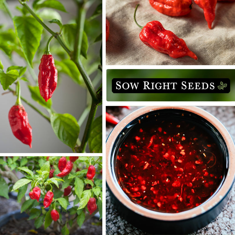 ghost pepper seeds growing in garden harvest chili oil