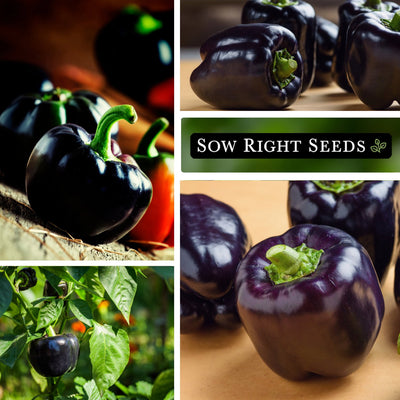 midnight dreams pepper seeds large harvest growing in garden