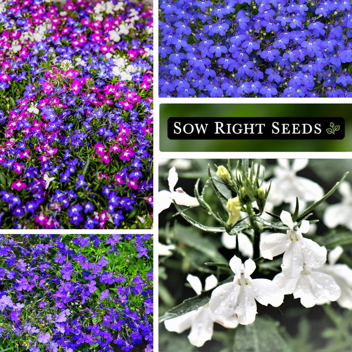 plant lobelia seeds Cascade Blend Lobelia Seeds