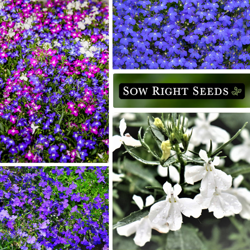 Cascade Blend Lobelia Seeds