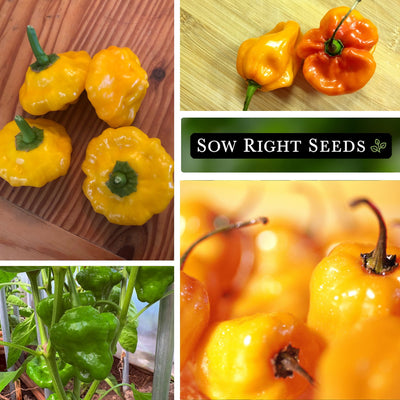 scotch bonnet seeds harvest in kitchen growing in garden