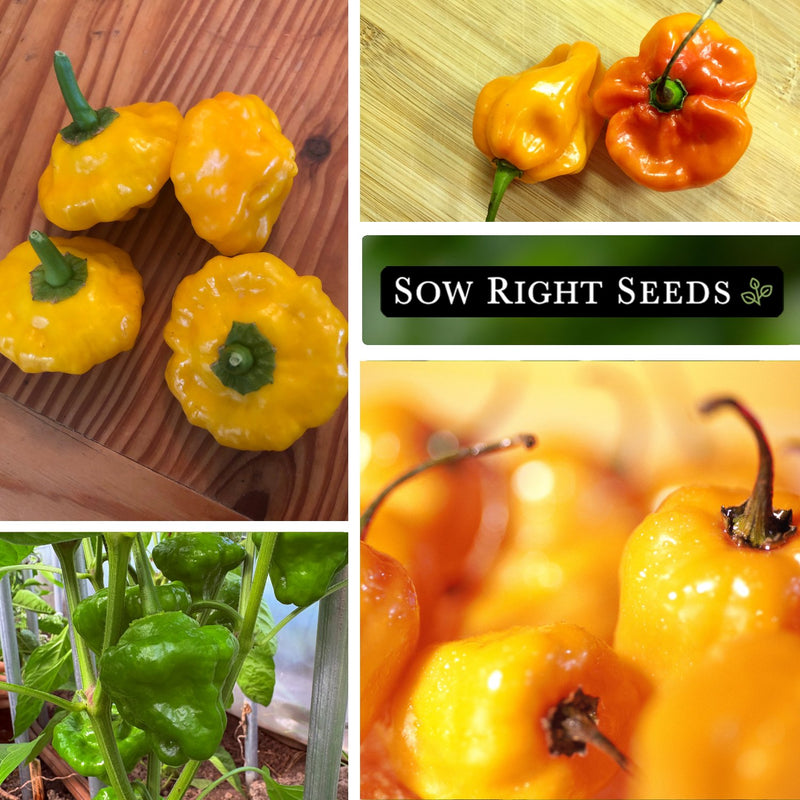 scotch bonnet seeds harvest in kitchen growing in garden