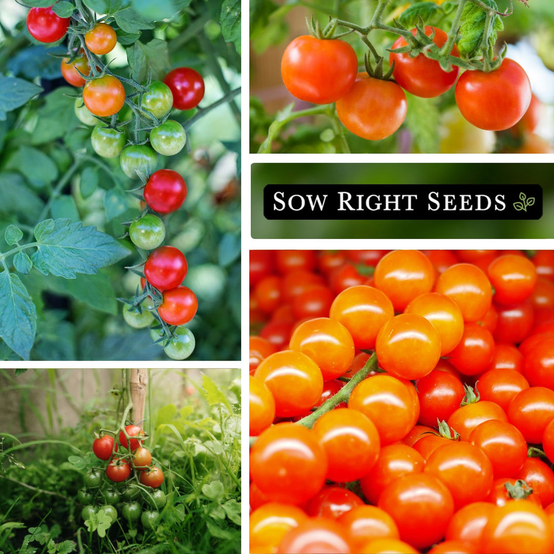 cherry tomato plants from seeds Bi-Color Cherry Tomato Seeds for Planting