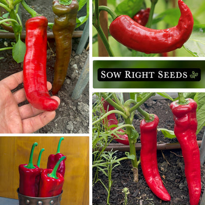 marconi red pepper seeds growing in garden harvest