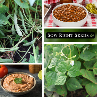 pinto dry bean seeds growing in garden pods baked beans refried beans blossoms blooms