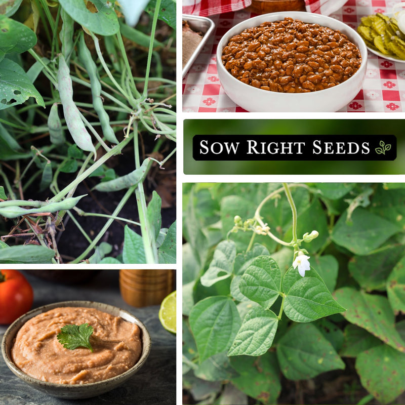 pinto dry bean seeds growing in garden pods baked beans refried beans blossoms blooms