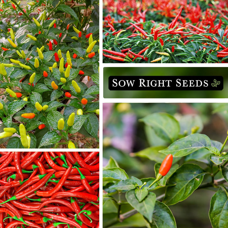 Tabasco Pepper Seeds