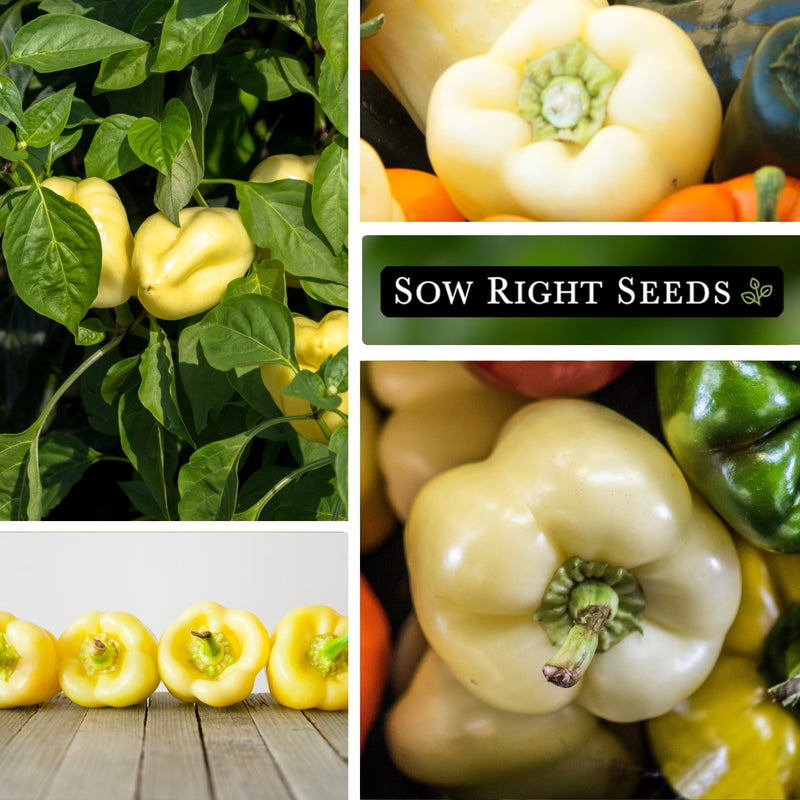 white cloud pepper seeds growing in garden harvest