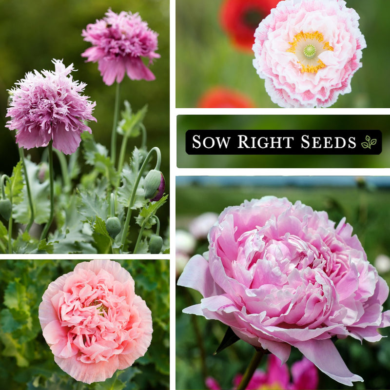 pale rose peony poppy growing in garden blooms blossoms