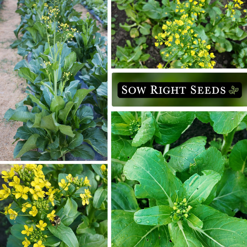 bok choy flower seeds Yu Choy Sum Seeds