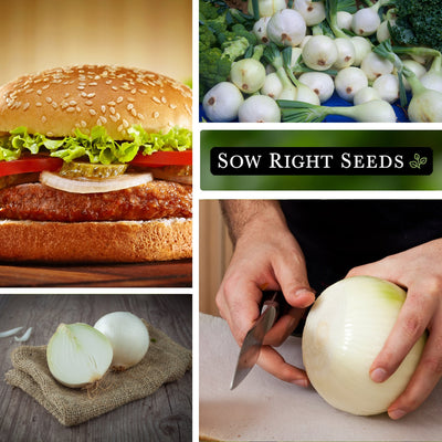 white sweet spanish onion seeds on hamburger large harvest sliced