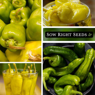 greek golden pepperoncini seeds large harvest pickled peppers