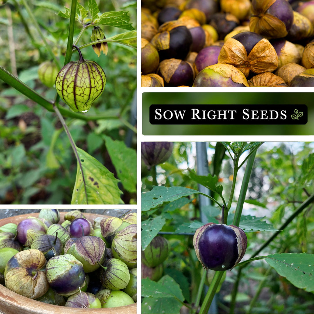 Purple Tomatillo – Sow Right Seeds