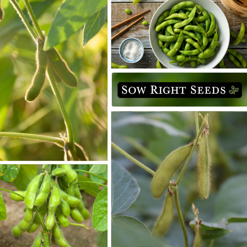 karikachi soybean seeds pods growing in garden edamame in bowl 