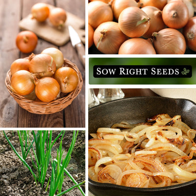 walla walla onion harvest in bowl large harvest young plants growing in garden cooked slices in pan