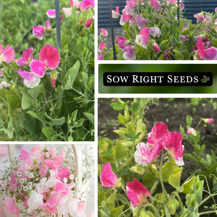 cupid garden seeds Cupid Pink Sweet Pea Seeds – Sow Right Seeds