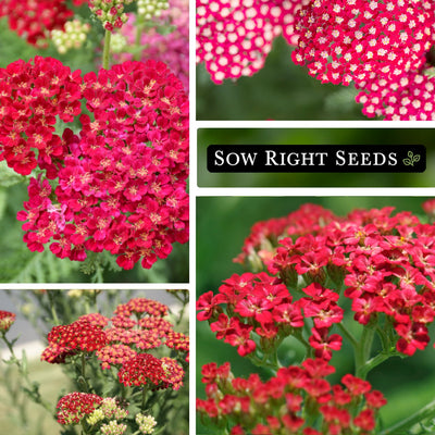 red yarrow seeds collage blooms blossoms herb growing in garden